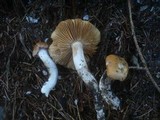 Cortinarius galeobdolon image