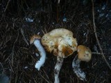 Cortinarius galeobdolon image