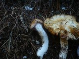 Cortinarius galeobdolon image