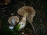 Cortinarius multiformis var. coniferarum image