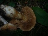 Cortinarius multiformis var. coniferarum image