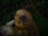Cortinarius multiformis var. coniferarum image