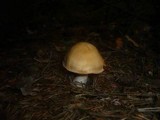 Cortinarius poecilopus image