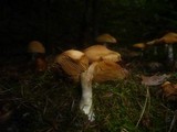 Cortinarius poecilopus image