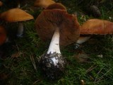 Cortinarius poecilopus image