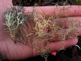 Alectoria ochroleuca image