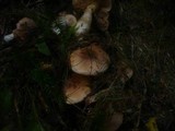 Cortinarius sebaceus image