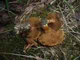 Suillus bovinus image