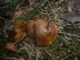 Suillus bovinus image