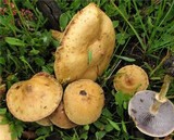 Leratiomyces magnivelaris image
