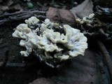 Thelephora vialis image