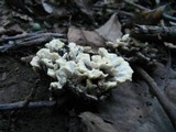 Thelephora vialis image