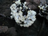 Thelephora vialis image