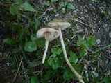 Entoloma hebes image