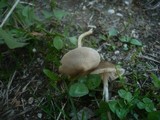 Entoloma hebes image