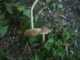 Entoloma hebes image