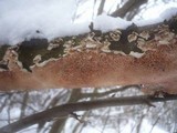 Byssomerulius corium image