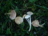 Entoloma queletii image