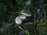 Entoloma queletii image