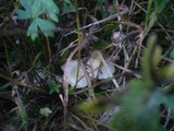 Entoloma queletii image