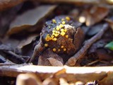 Arachnopeziza aurelia image