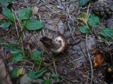Gomphidius maculatus image