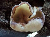 Peziza repanda image