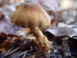 Descolea maculata image