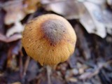 Descolea maculata image