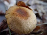 Descolea maculata image