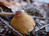 Descolea maculata image