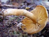 Descolea maculata image