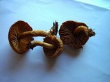Descolea maculata image