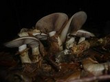 Hebeloma radicosum image