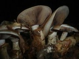 Hebeloma radicosum image