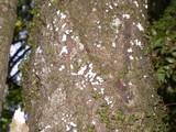 Dendrothele candida image