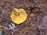 Phylloporus arenicola image