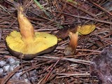 Phylloporus arenicola image