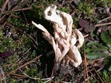 Clavulina rugosa image