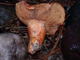 Cortinarius rubicundulus image