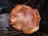 Cortinarius rubicundulus image