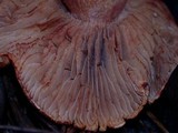 Cortinarius rubicundulus image