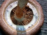 Pholiota velaglutinosa image