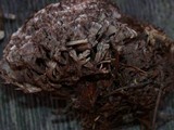 Thelephora palmata image