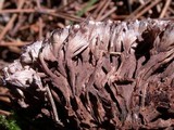 Thelephora palmata image