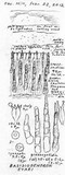 Basidiodendron caesiocinereum image