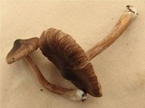 Inocybe assimilata image