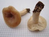 Lactarius musteus image