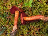 Cortinarius purpureus image