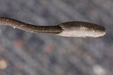 Trichoglossum hirsutum image